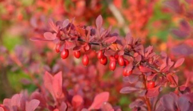 انواع نهال مرکبات