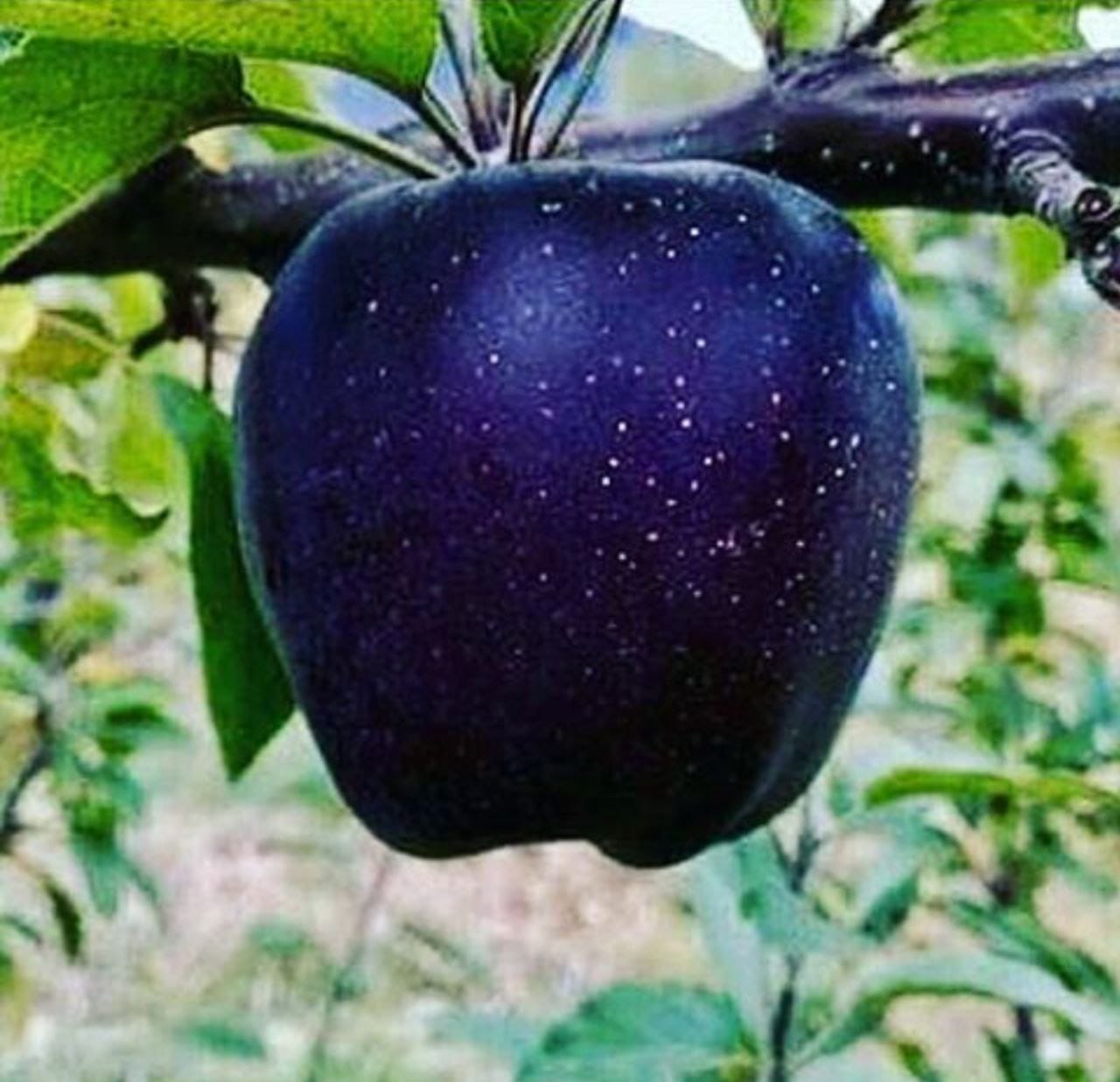 انواع نهال های غیر مثمر