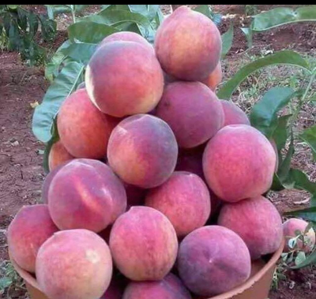 انواع نهال های تولید شده توسط نهالستان درزی