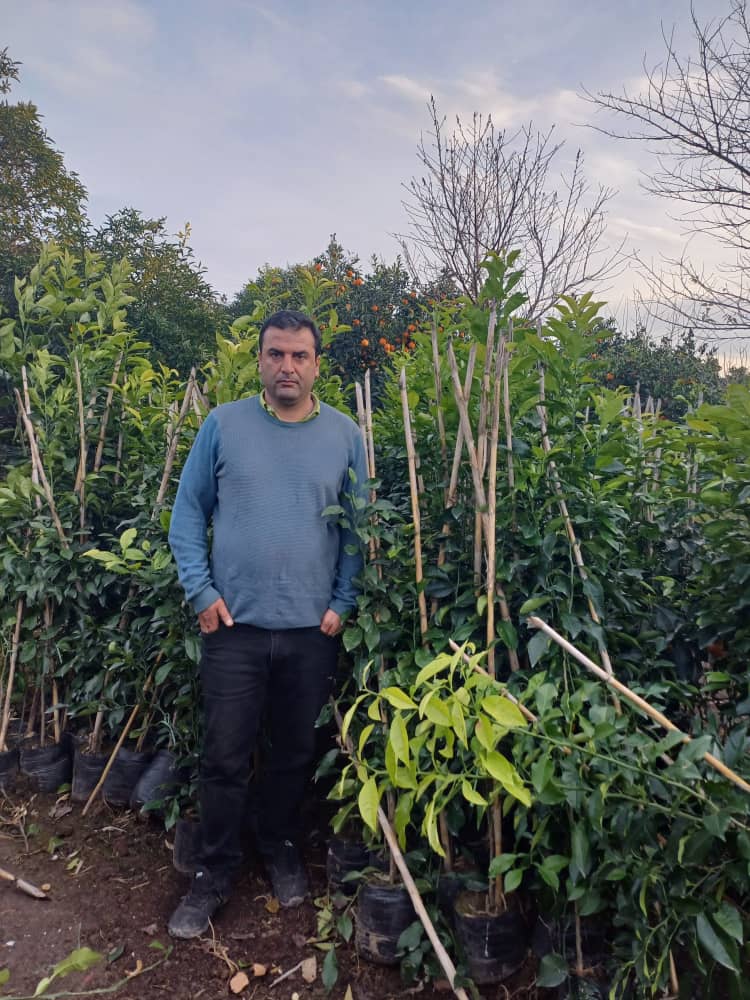 تولید کننده انواع نهال مرکبات و تزئیناتی