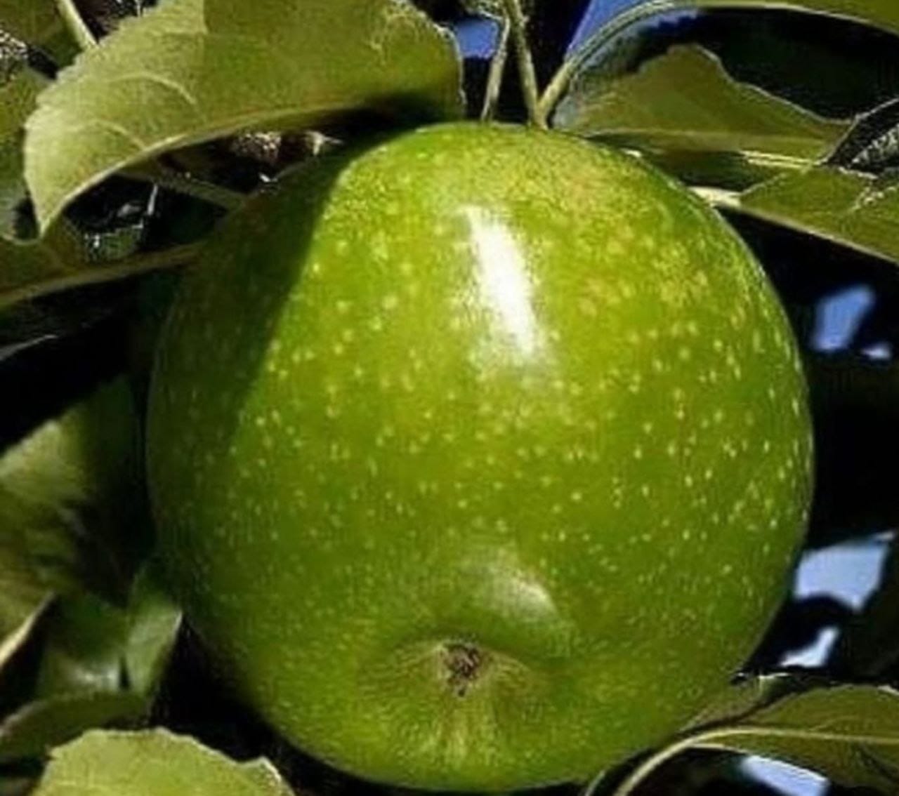 انواع نهال های مثمر