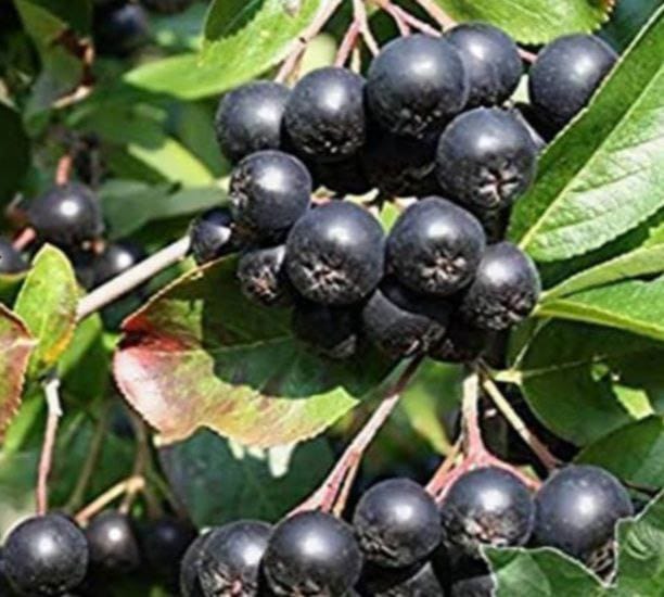 کیفیت نهال های تولید شده توسط نهالستان درزی